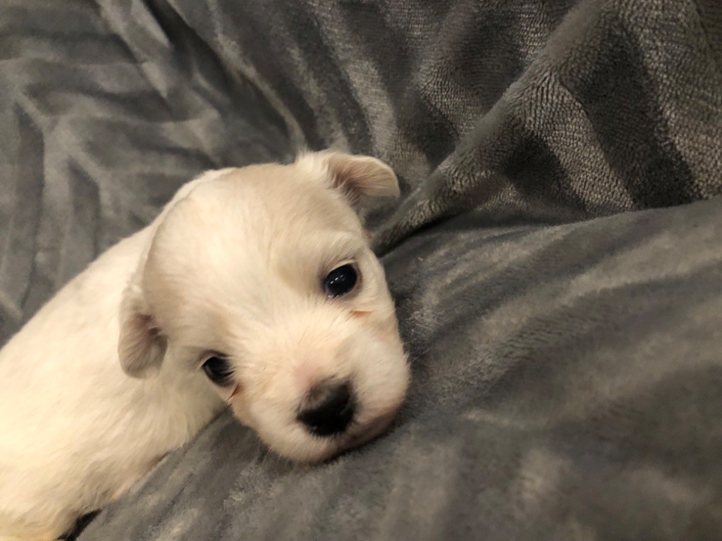 de Scotty Land - Chiot disponible  - Coton de Tulear