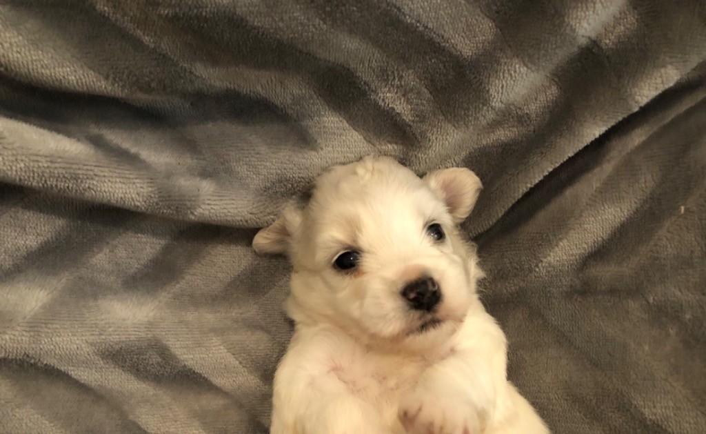 de Scotty Land - Chiot disponible  - Coton de Tulear