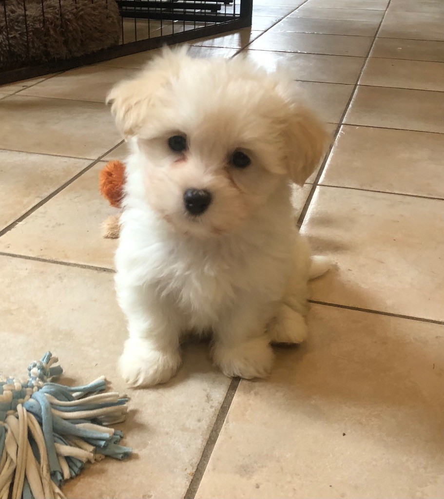 de Scotty Land - Chiot disponible  - Coton de Tulear