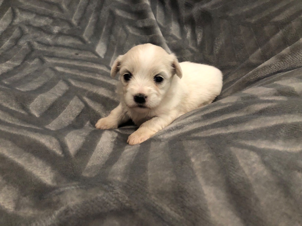 de Scotty Land - Chiot disponible  - Coton de Tulear