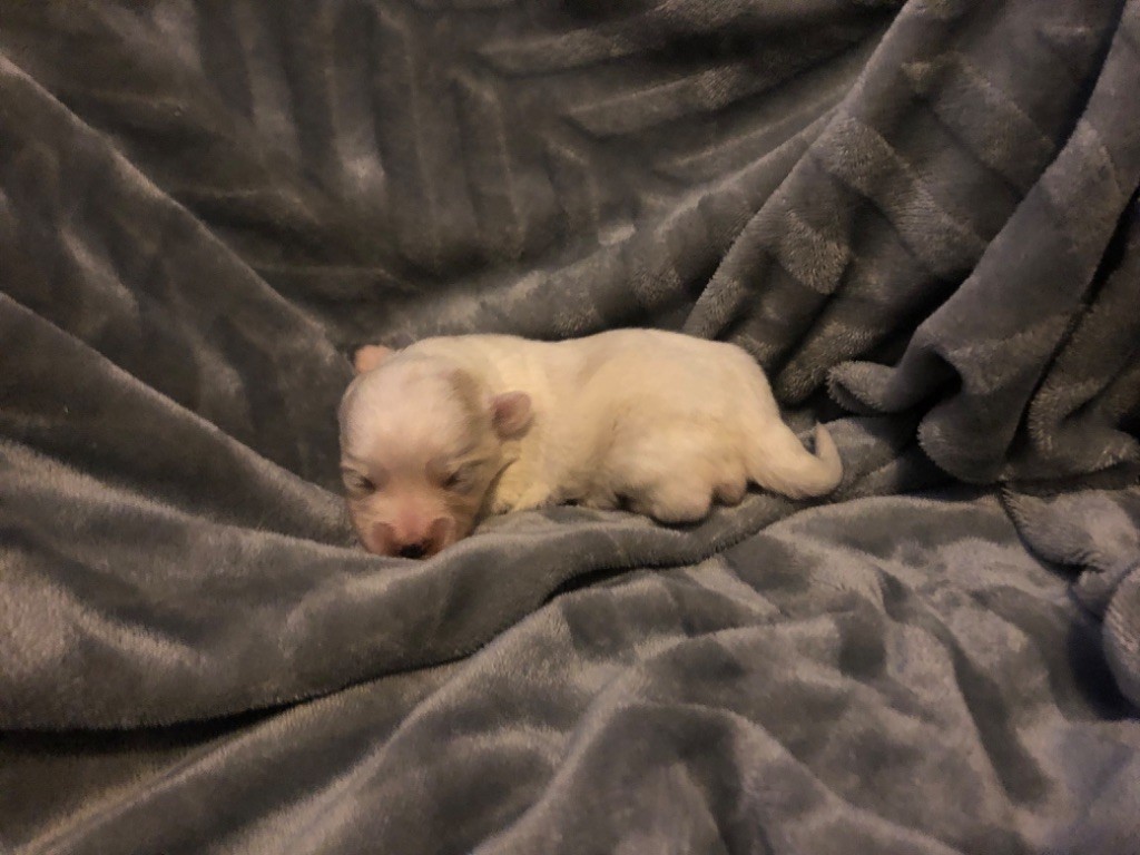 de Scotty Land - Chiot disponible  - Coton de Tulear