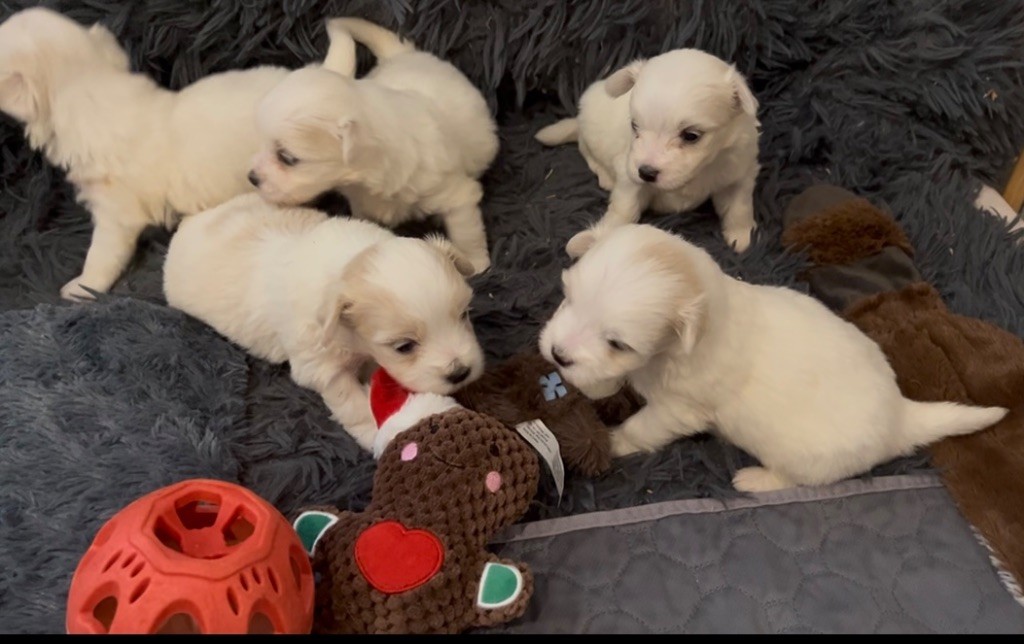 de Scotty Land - Chiots disponibles - Coton de Tulear