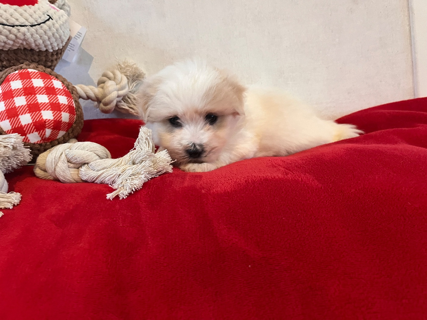 de Scotty Land - Chiots disponibles - Coton de Tulear