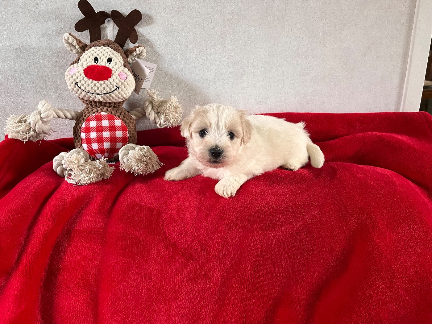 de Scotty Land - Chiots disponibles - Coton de Tulear