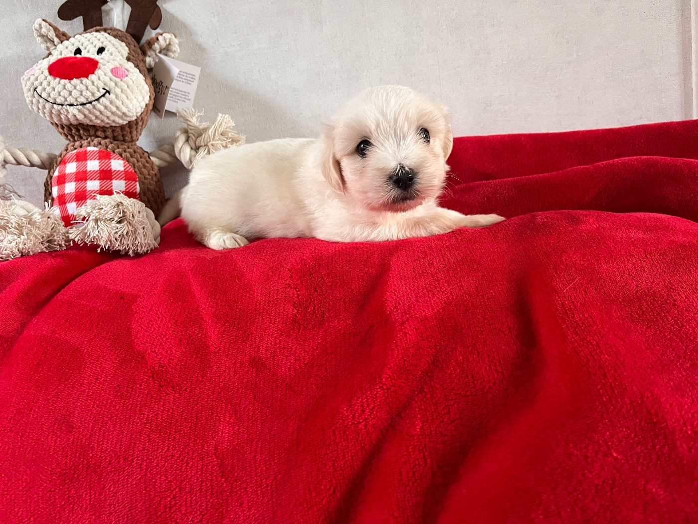 de Scotty Land - Chiots disponibles - Coton de Tulear