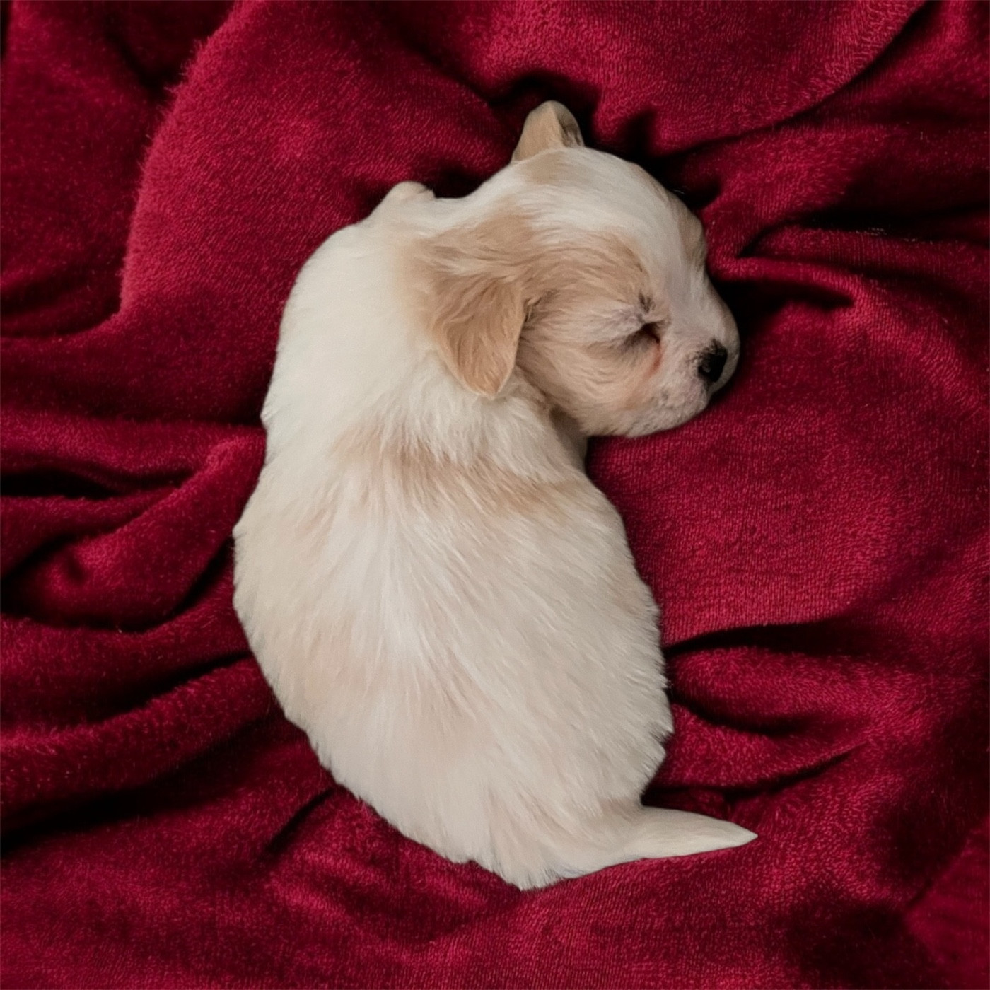 de Scotty Land - Chiots disponibles - Coton de Tulear