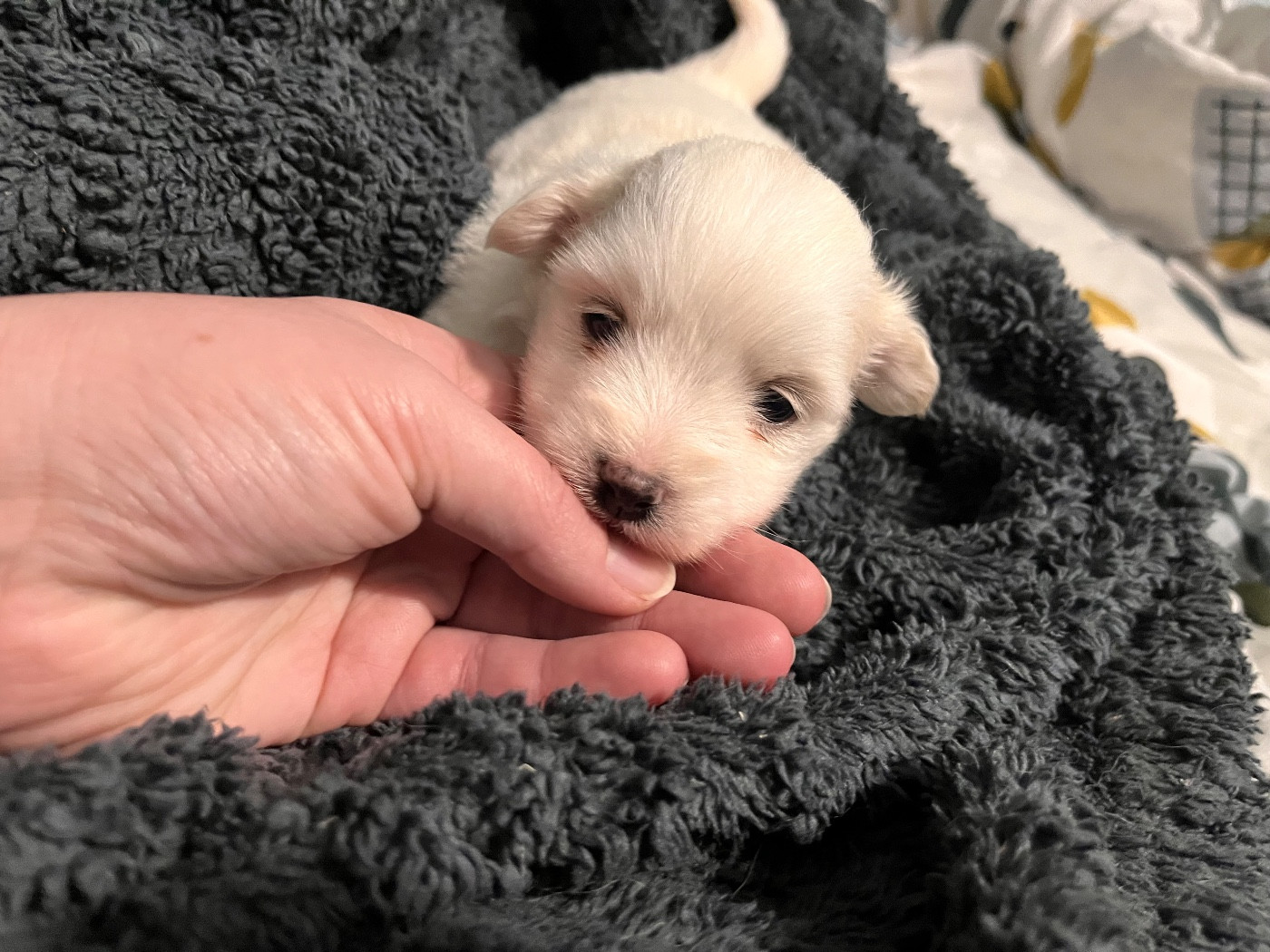 de Scotty Land - Chiots disponibles - Coton de Tulear