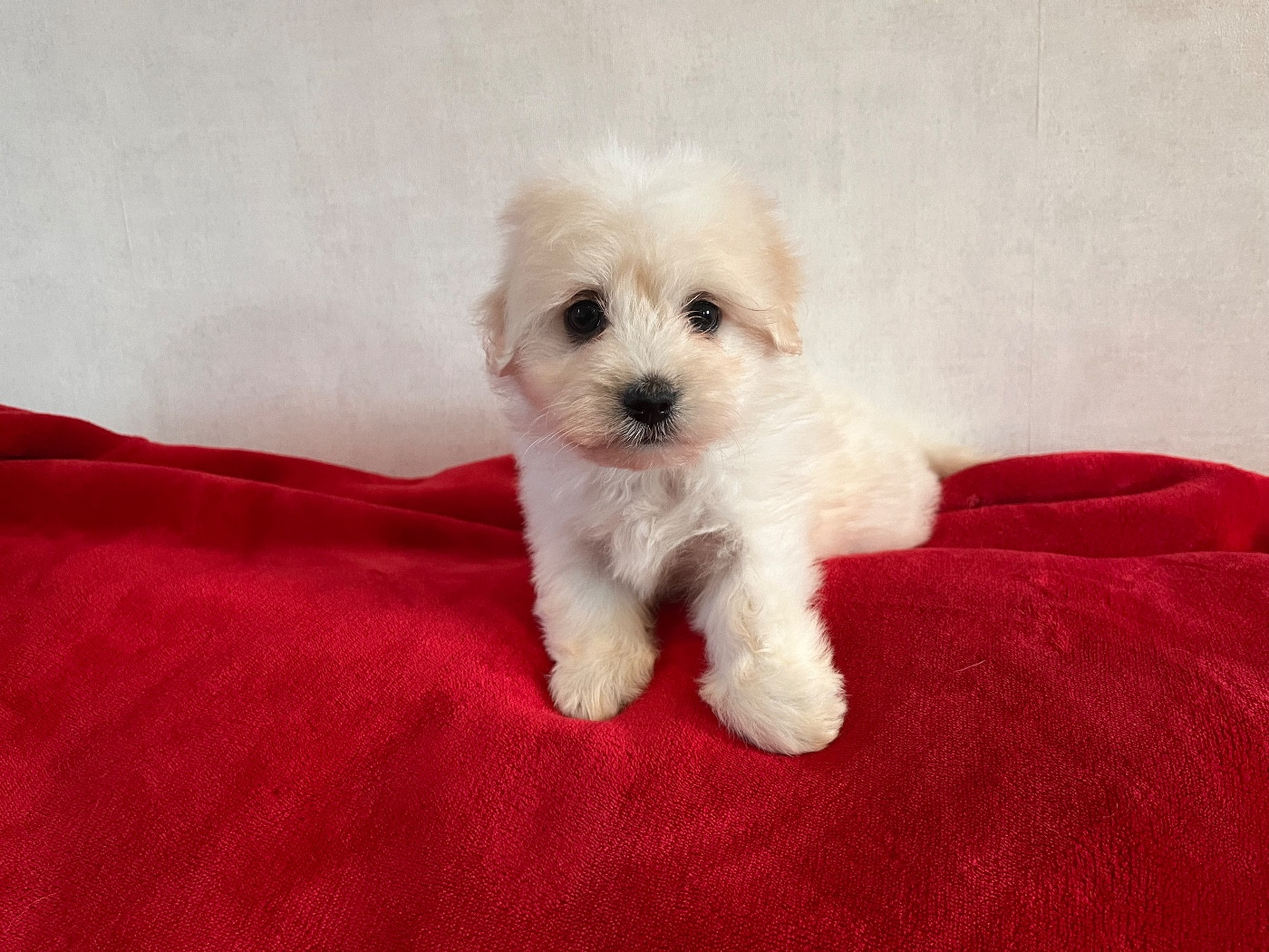 de Scotty Land - Chiots disponibles - Coton de Tulear