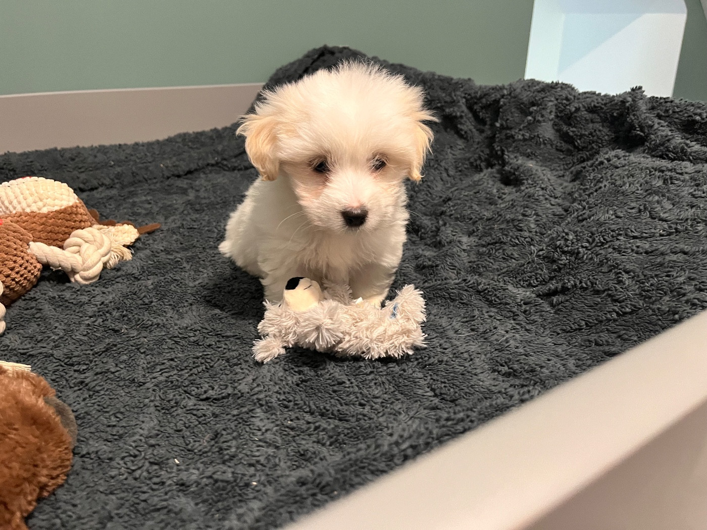 de Scotty Land - Chiots disponibles - Coton de Tulear