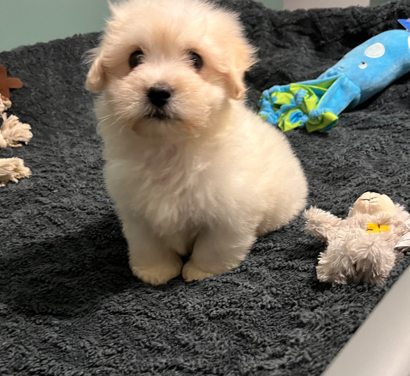 de Scotty Land - Chiots disponibles - Coton de Tulear