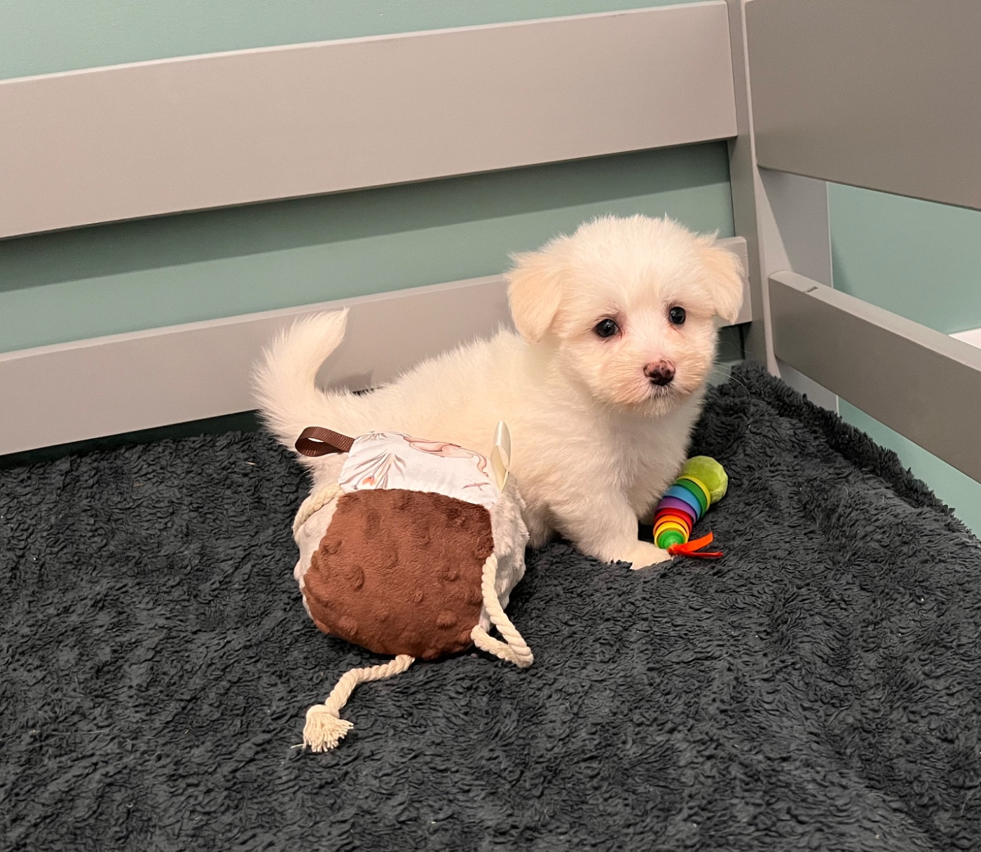 de Scotty Land - Chiots disponibles - Coton de Tulear