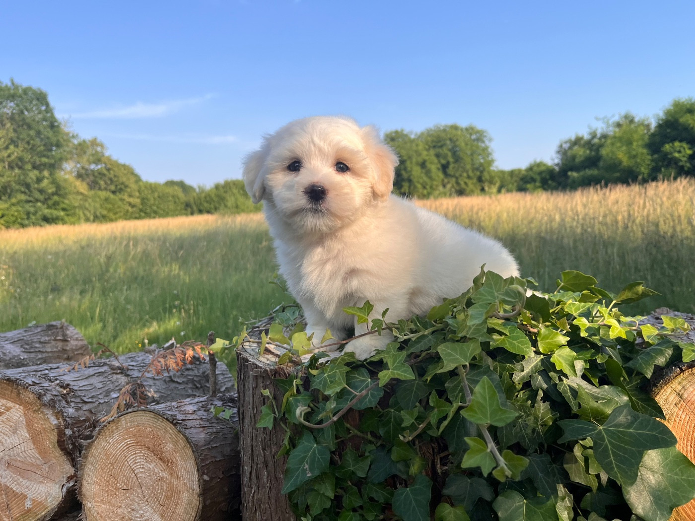 de Scotty Land - Chiots disponibles - Coton de Tulear