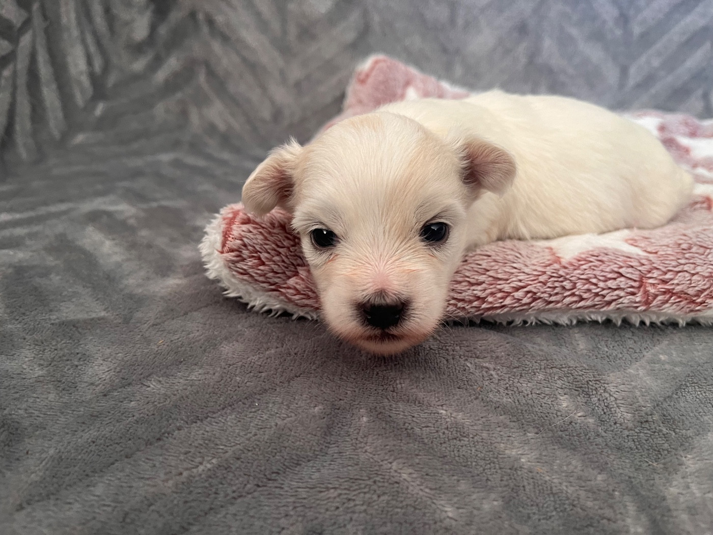 de Scotty Land - Chiots disponibles - Coton de Tulear