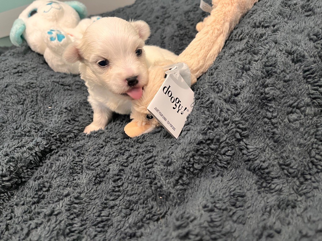 de Scotty Land - Chiots disponibles - Coton de Tulear