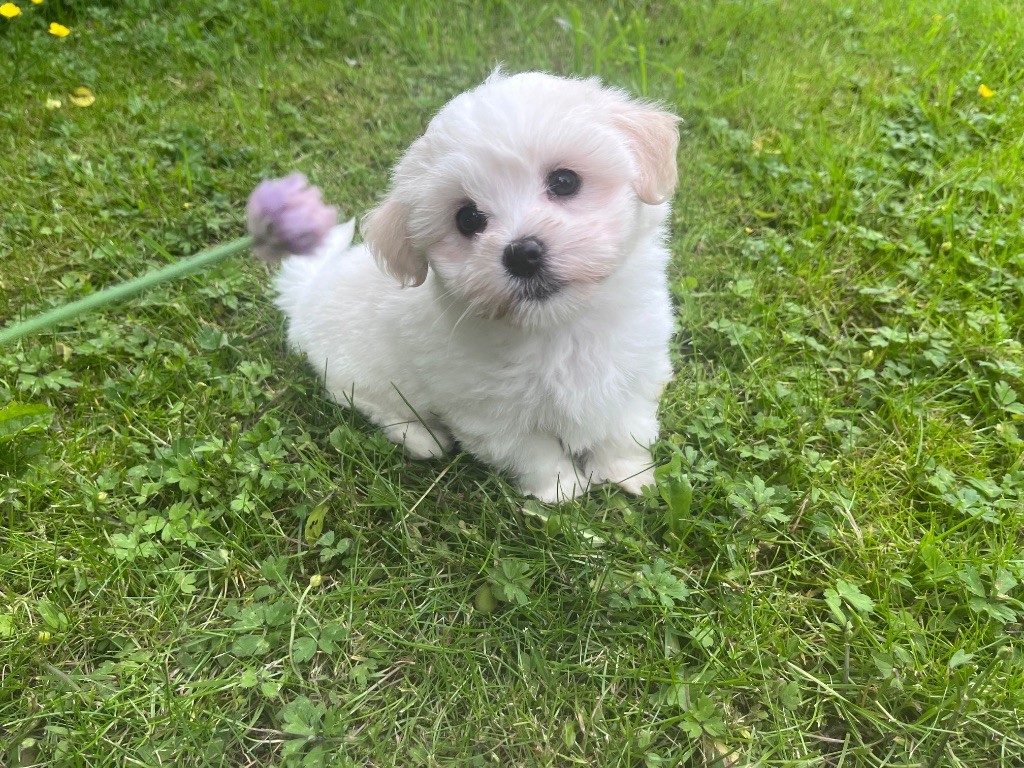 de Scotty Land - Chiots disponibles - Coton de Tulear