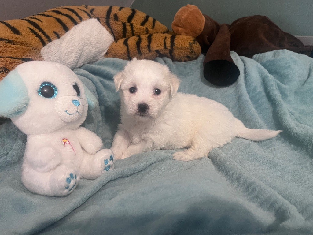de Scotty Land - Chiots disponibles - Coton de Tulear