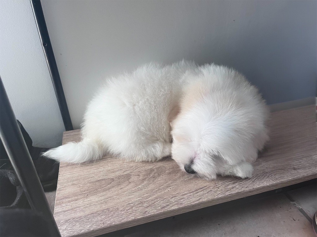 de Scotty Land - Chiots disponibles - Coton de Tulear