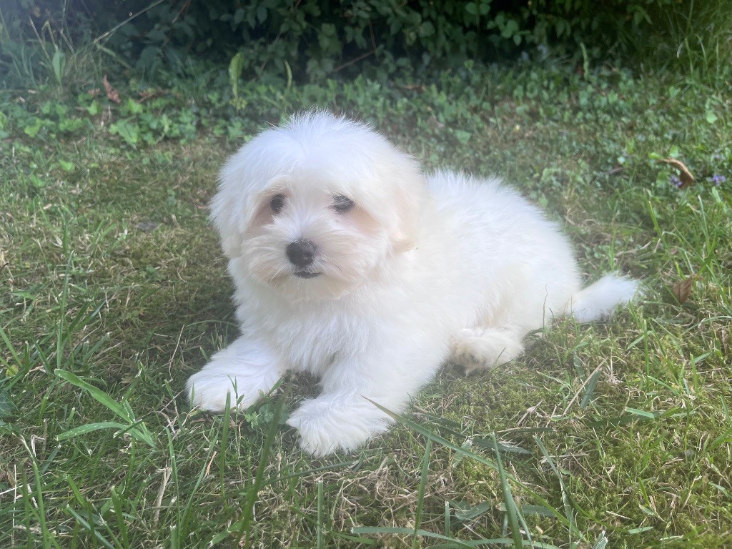 de Scotty Land - Chiots disponibles - Coton de Tulear