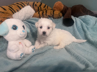 CHIOT 1