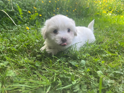 CHIOT 4