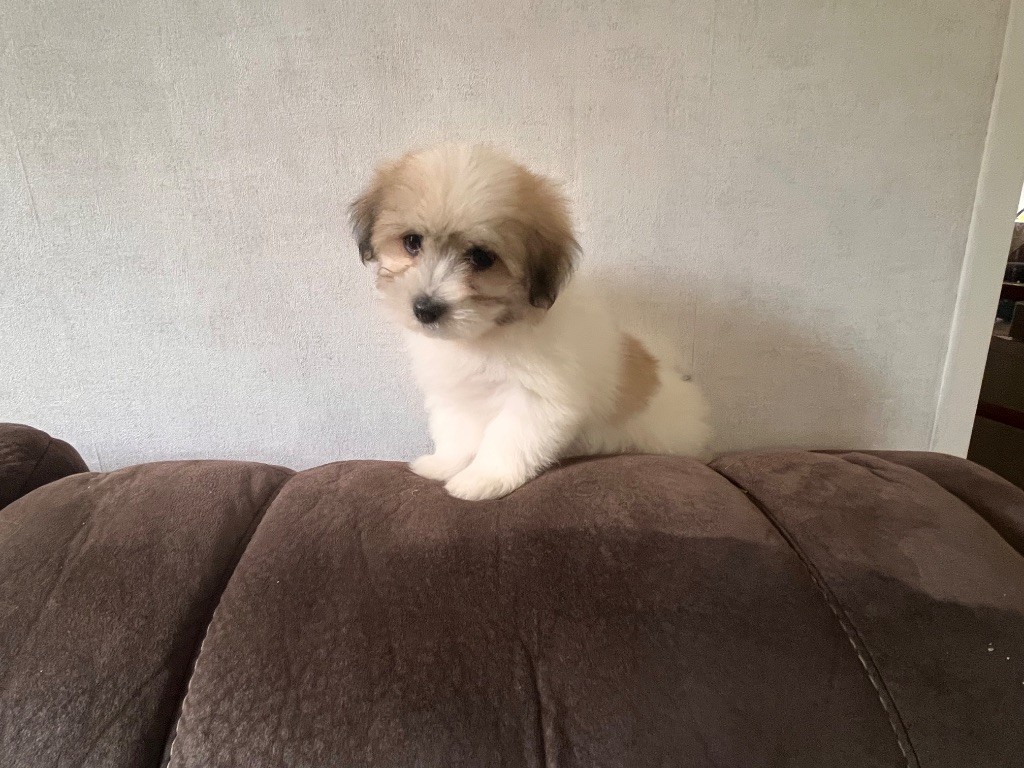 de Scotty Land - Chiots disponibles - Coton de Tulear