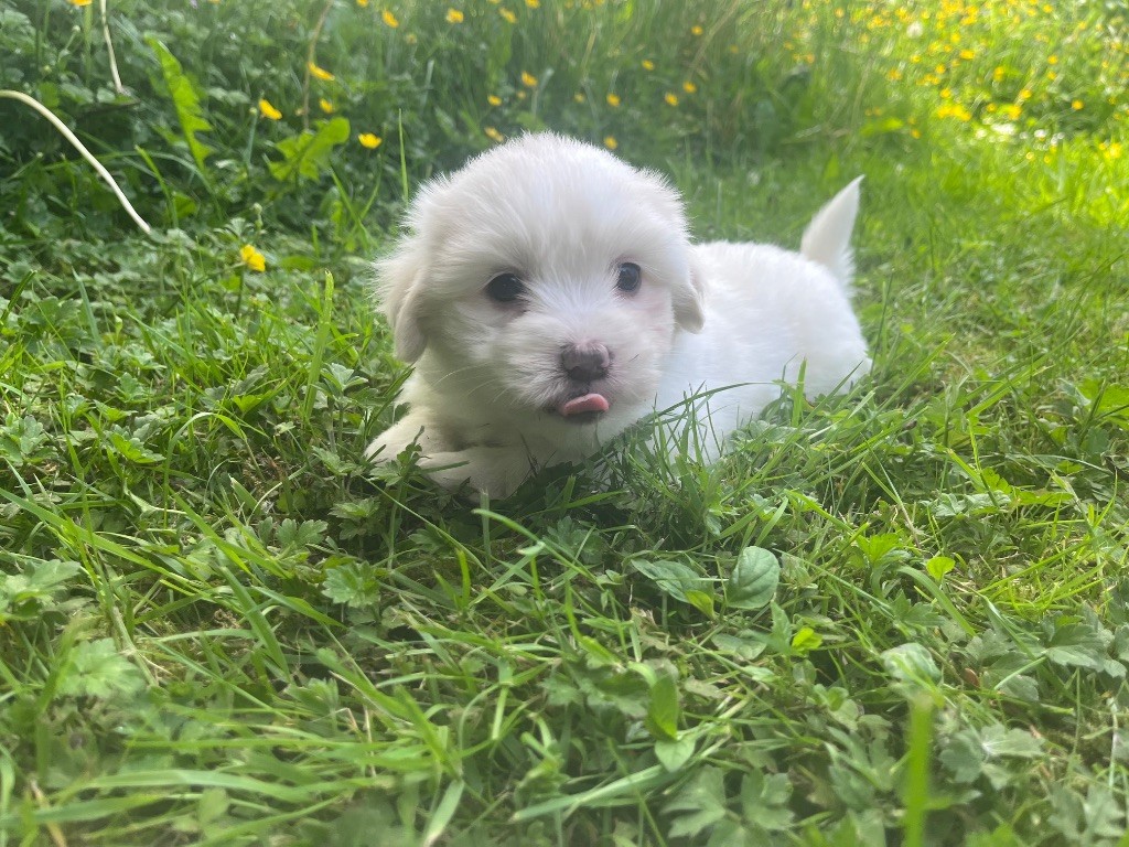 de Scotty Land - Chiots disponibles - Coton de Tulear